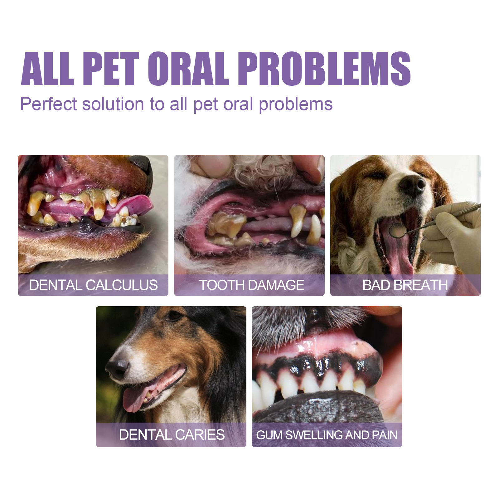 Pet Oral Repair Gel Puppy Tart - Teeth Whitening From Home ulasan dan harga
