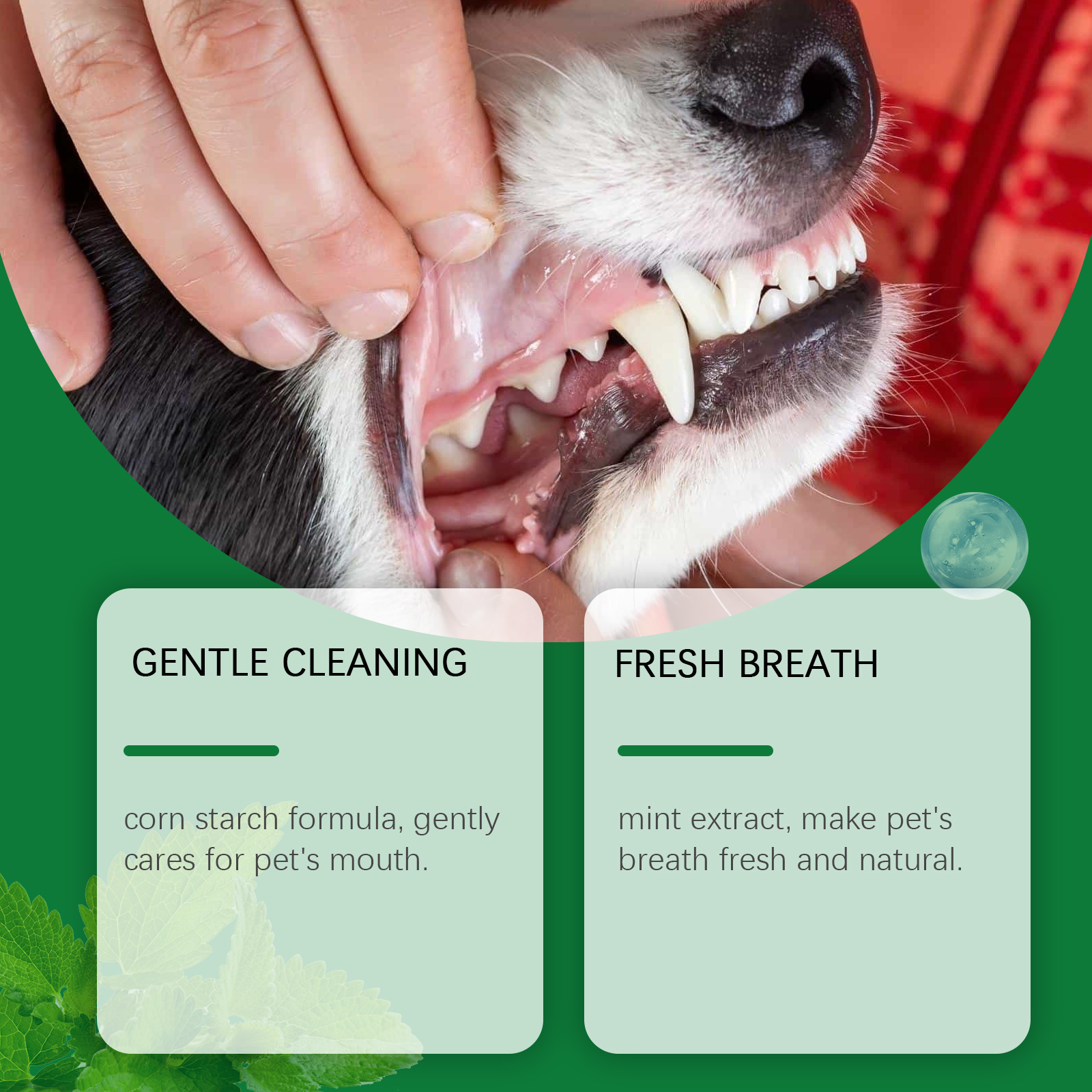 Pet Teeth Cleaning Powder Redu - Teeth Whitening From Home ulasan dan harga